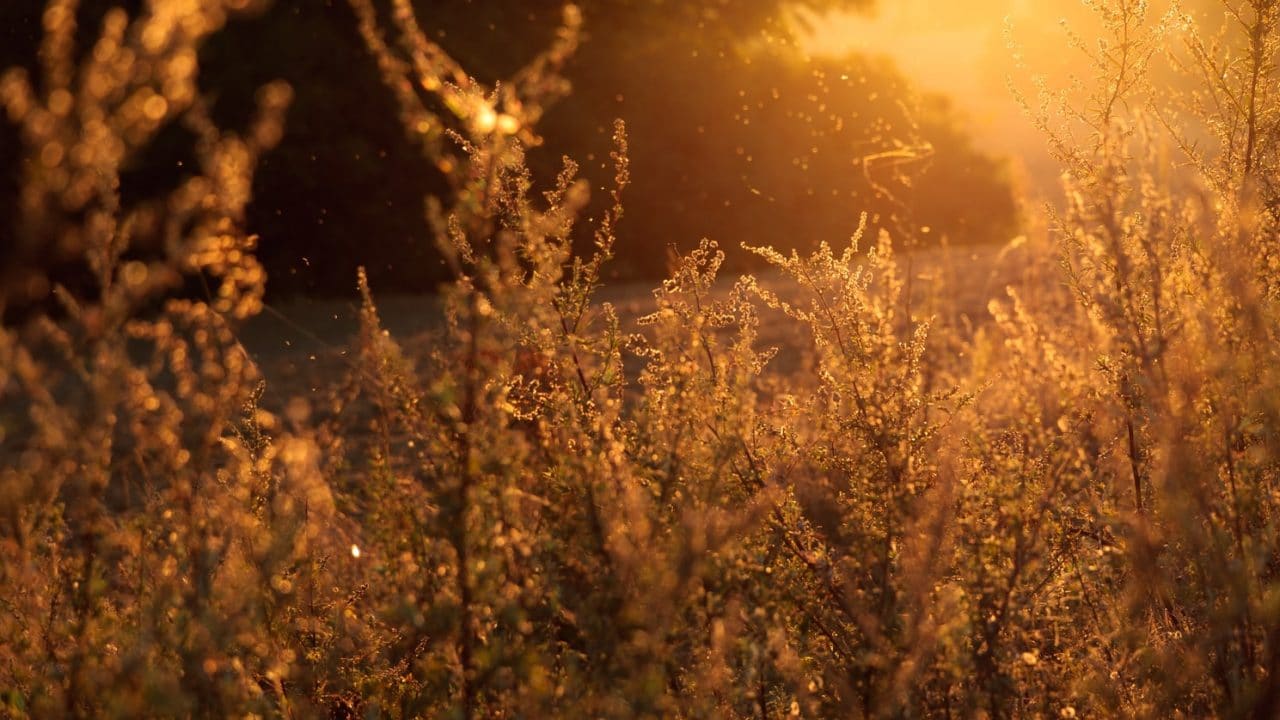 Pollen rising from plants in a meadow.