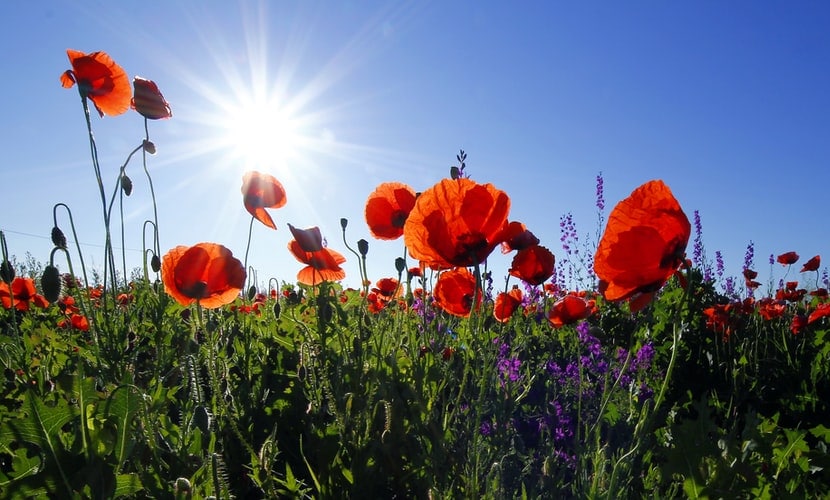 A field of red flowers in sunlight.