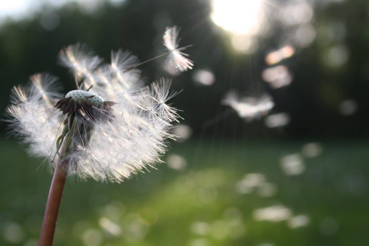 Dandelion blowing in the wind.