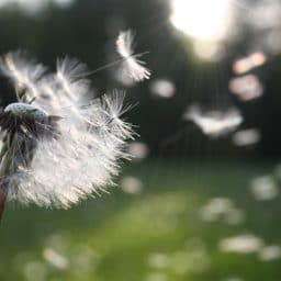 Dandelion blowing in the wind.