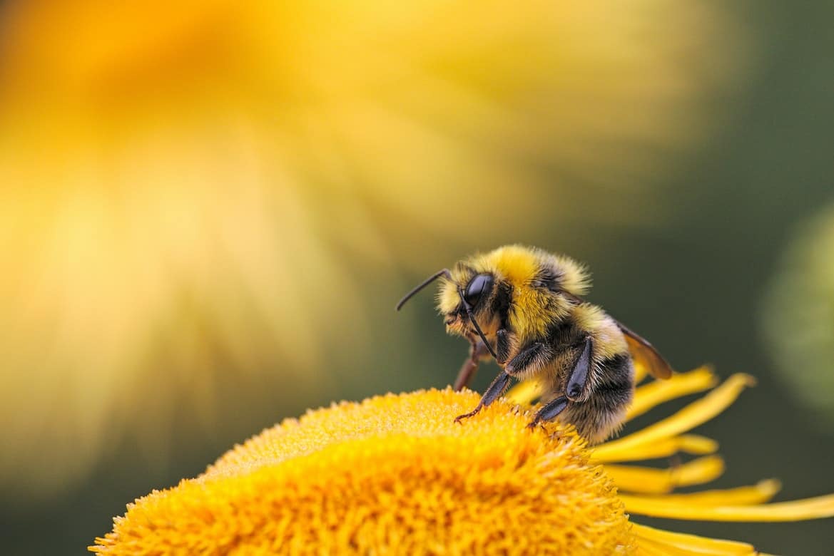 A bee sitting on a dandelion.